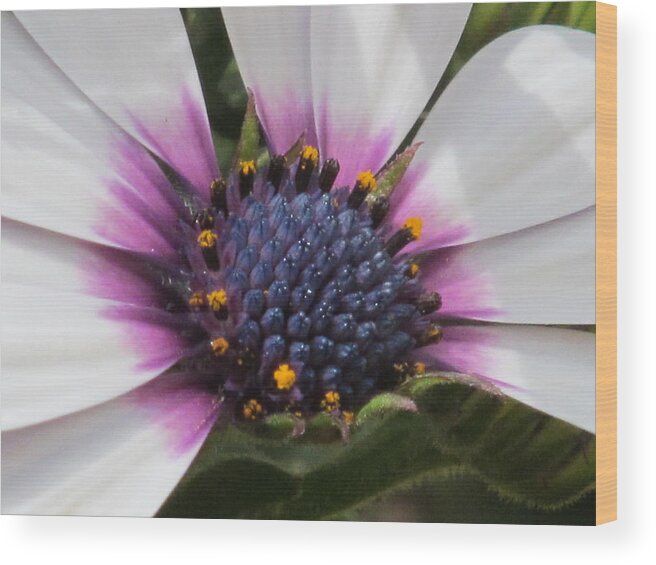 Nature Wood Print featuring the photograph Lavender Blue by Loretta Pokorny