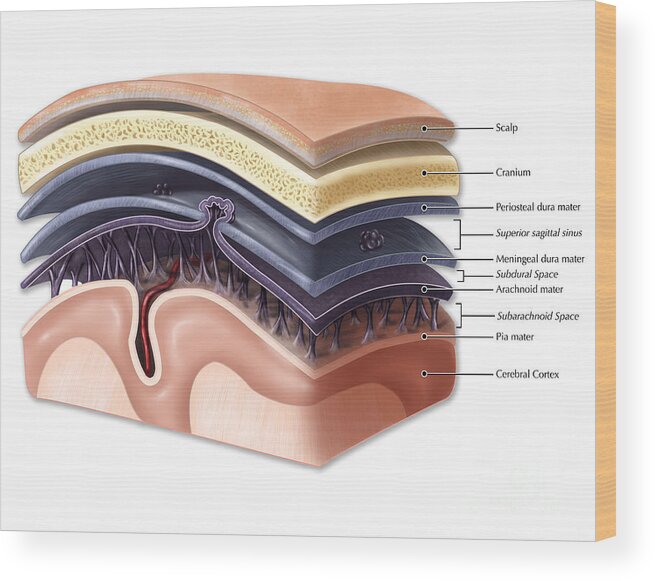 Anatomical Wood Print featuring the photograph Layers Of Meninges by Evan Oto