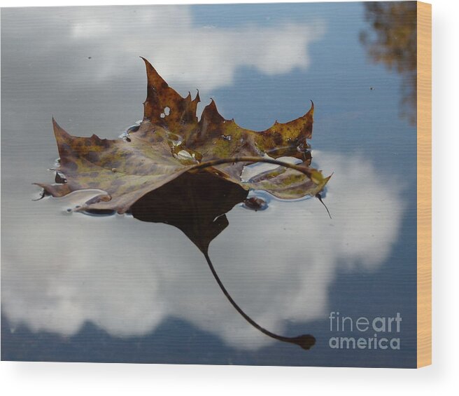 Jane Ford Wood Print featuring the photograph Leaf in sky by Jane Ford