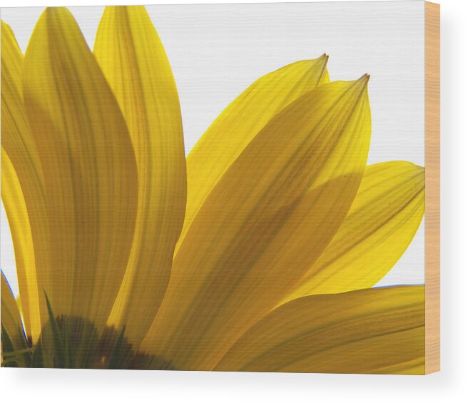 Flower Wood Print featuring the photograph Light Through the Yellow by Corinne Elizabeth Cowherd