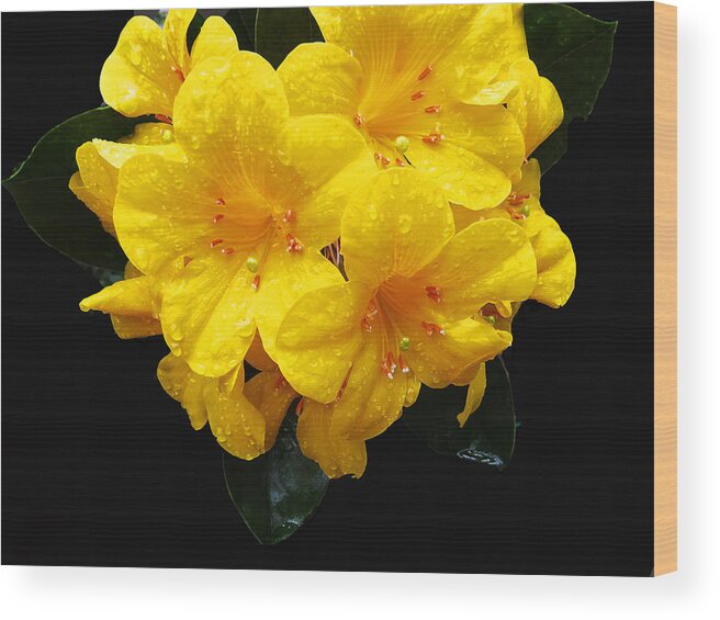 Yellow Wood Print featuring the digital art Lilies by Kathleen Illes