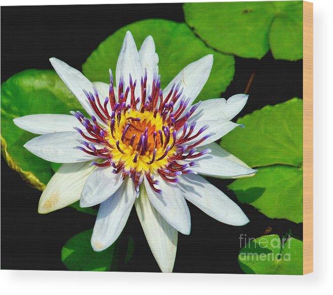 Aquatic Wood Print featuring the photograph Lily on the Water by Nick Zelinsky Jr