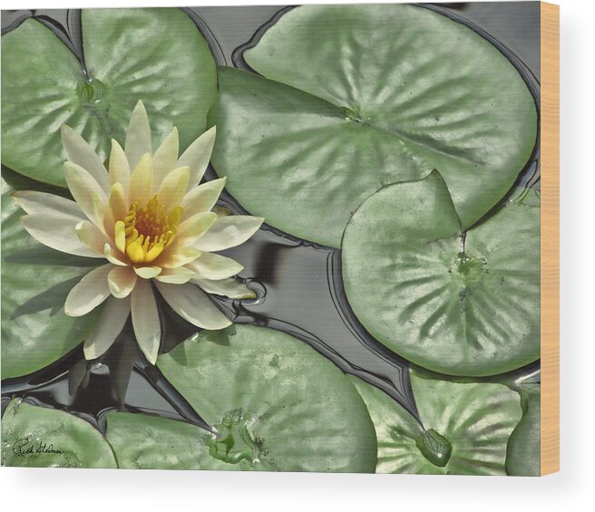 Lily Wood Print featuring the photograph Lily Pond by Richard Stedman