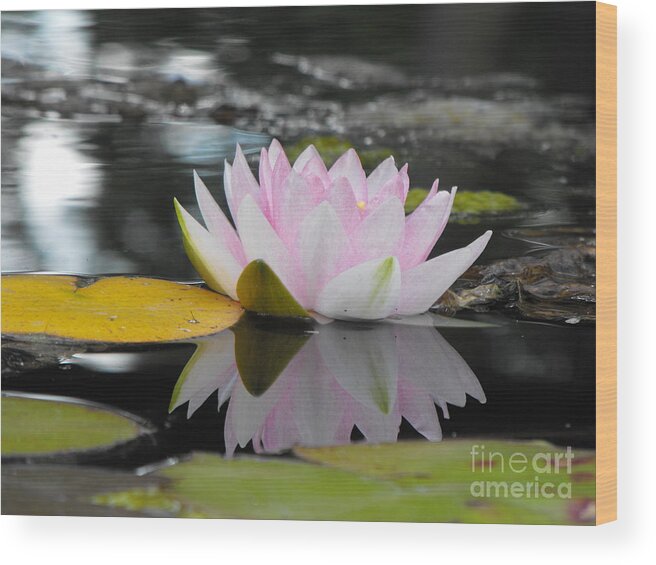 Lily Wood Print featuring the photograph Lily Reflection by Erick Schmidt