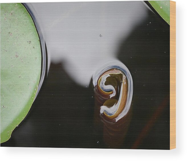 Lily Pad Wood Print featuring the photograph Lily's Reflection by Jane Ford