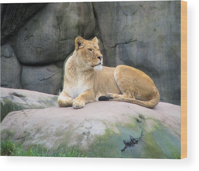 Lion Wood Print featuring the photograph Lioness by Lora R Fisher