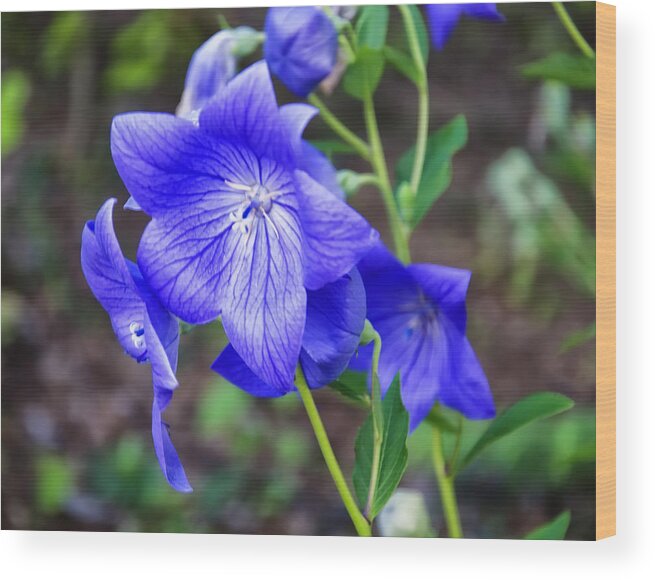 Flower Wood Print featuring the photograph Lithdora Grace Ward by Flees Photos