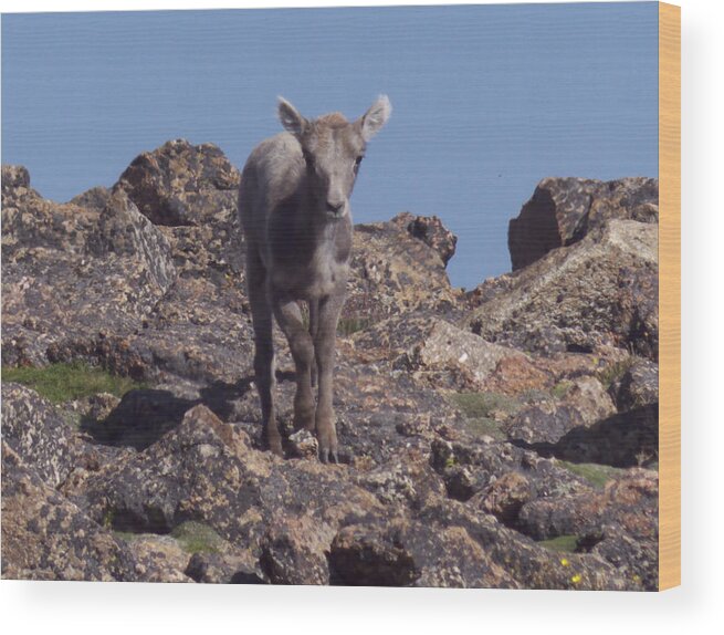 Nature Wood Print featuring the photograph Little big horn sheep looking by Thomas Samida