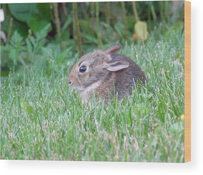 Bunny Wood Print featuring the photograph Little Bunny Wabbit 1 by Pema Hou