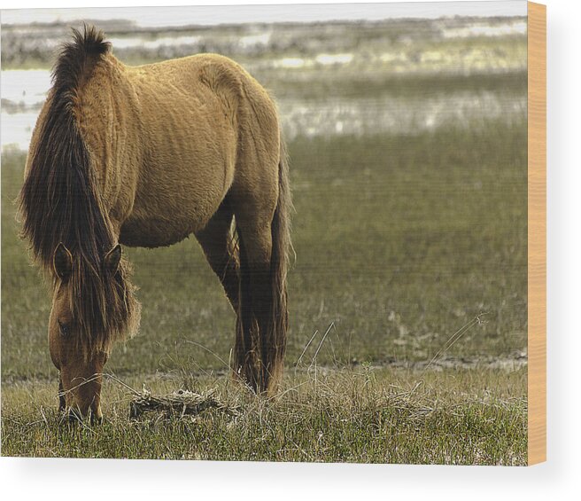 Wild Horse Wood Print featuring the photograph Lonesome by Kevin Senter