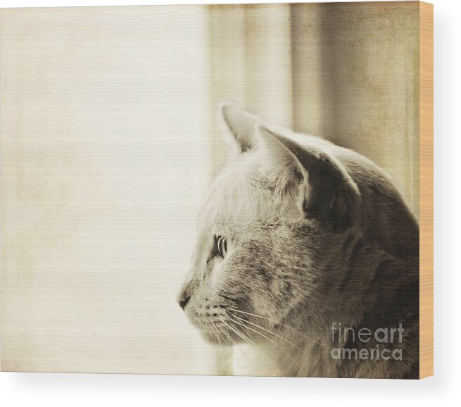 Cat Wood Print featuring the photograph Longing by Pam Holdsworth