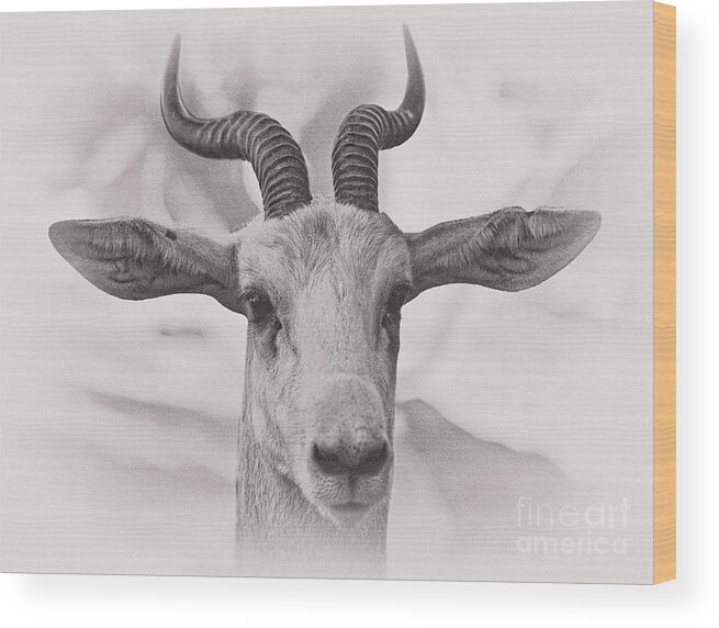 Animal Wood Print featuring the photograph Look Straight by Jonathan Nguyen