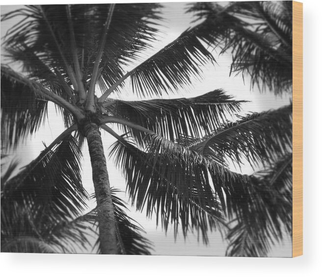 Hawaii Wood Print featuring the photograph Looking Up by Phillip Garcia