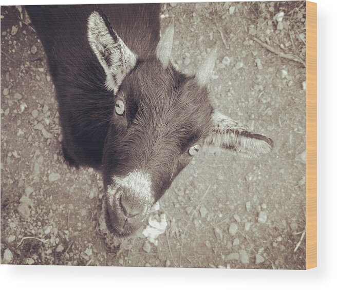 Goat Wood Print featuring the photograph Looking up by Zinvolle Art