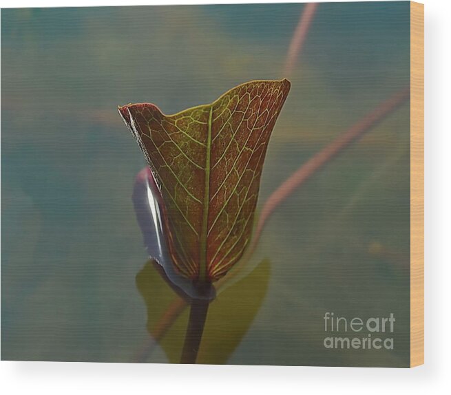 Michelle Meenawong Wood Print featuring the photograph Lotus Leaf by Michelle Meenawong