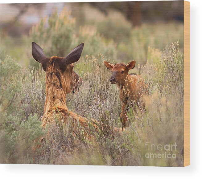 Elk Wood Print featuring the photograph Love You Mama by Clare VanderVeen