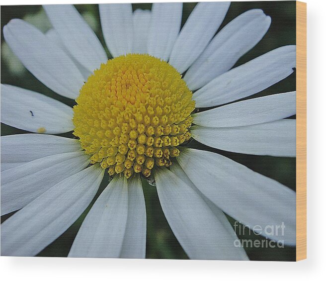 Flower Wood Print featuring the photograph Lovely flower in white and yellow by Karin Ravasio