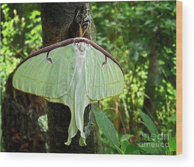 luna Moth Wood Print featuring the photograph Luna Moth by Sharon Woerner