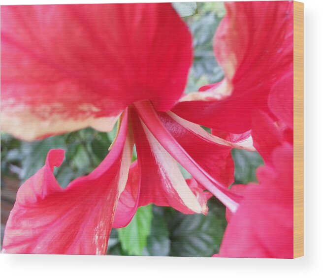 Macro Wood Print featuring the photograph Macro Beauty by Fortunate Findings Shirley Dickerson