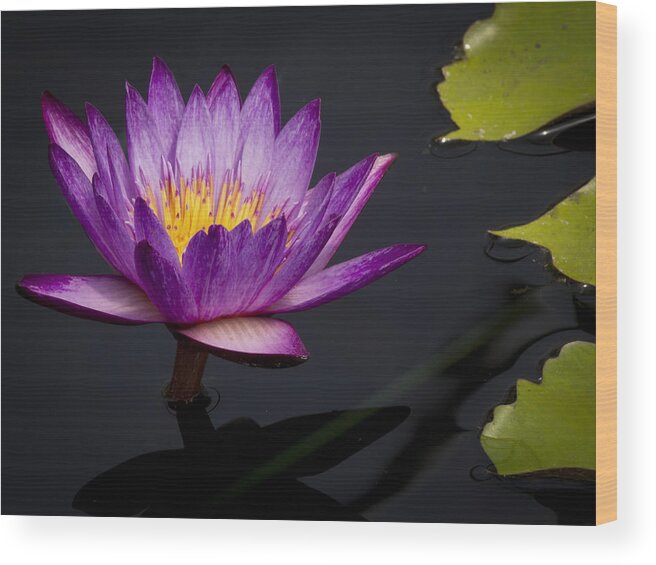 Water Wood Print featuring the photograph Magenta WaterLily by Jean Noren