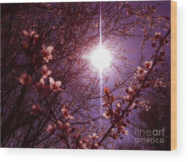 Blossom Wood Print featuring the photograph Magical Blossoms by Vicki Spindler