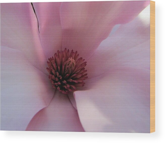 Magnolia Wood Print featuring the photograph Magnolia Heart by Lora Fisher