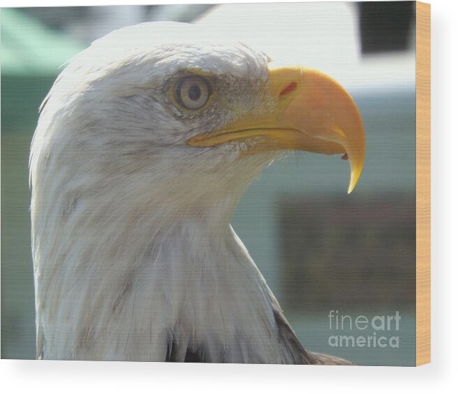 Bald Eagle Wood Print featuring the photograph Majestic Icon by Lingfai Leung