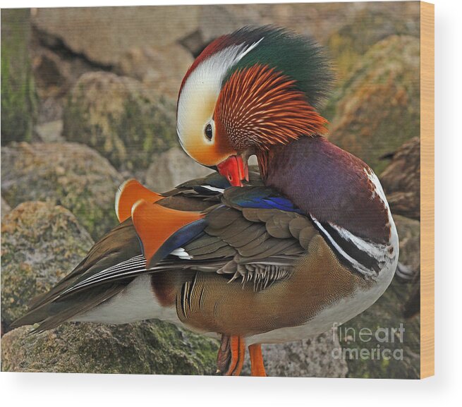 Bird Wood Print featuring the photograph Mandarin Duck by Larry Nieland