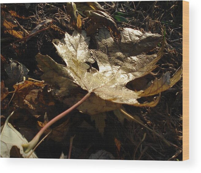 Fall Wood Print featuring the photograph Maple Leaf by J L Zarek