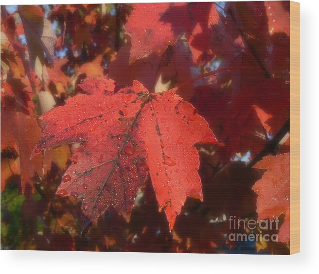Maple Wood Print featuring the photograph Maple Leaves in Autumn Red by MM Anderson