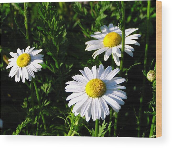 Daisy Wood Print featuring the photograph Margeritaville by Gigi Dequanne