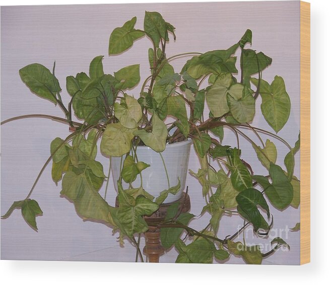 Plant Wood Print featuring the photograph Me And My Shadow by Jackie Mueller-Jones
