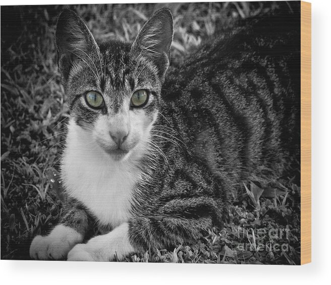 Cat Wood Print featuring the photograph Meet George Again by Karen Lewis