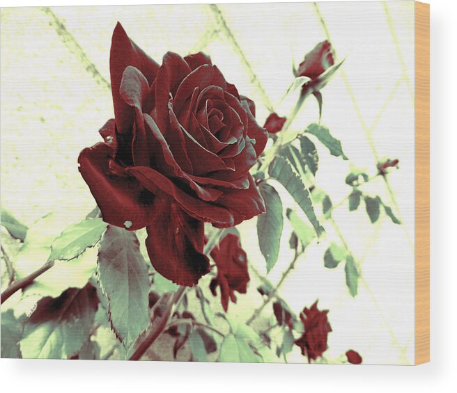 Rose Wood Print featuring the photograph Melancholy Rose by Shawna Rowe