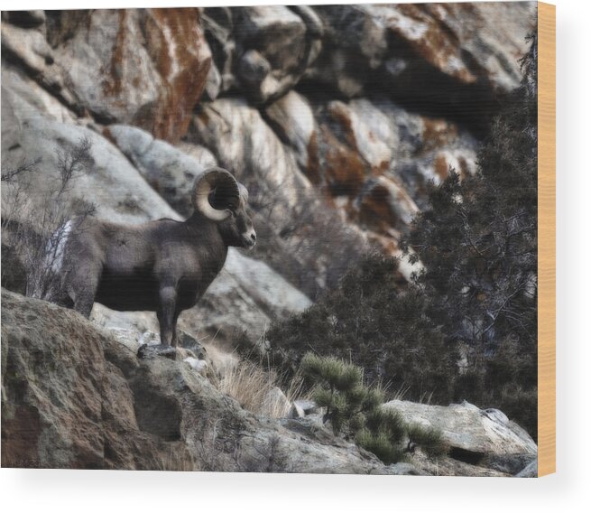 Rocky Mountain Bighorn Wood Print featuring the photograph Midnight Ram-bler by Kevin Munro