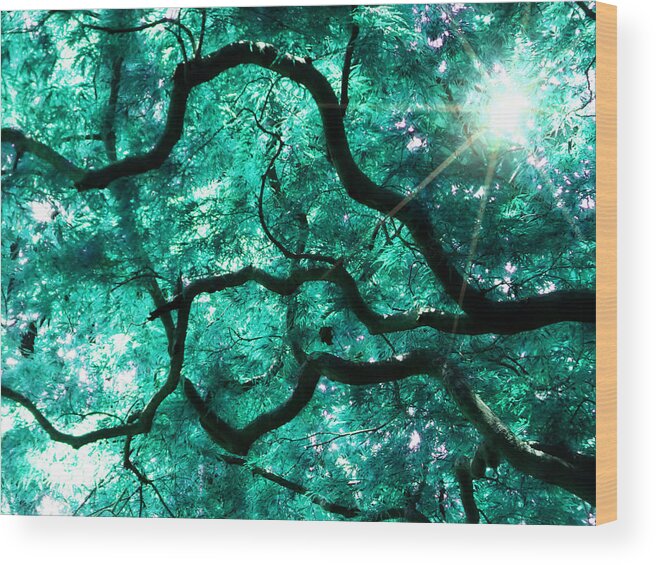 Tree Wood Print featuring the photograph Mighty Branches by Cindy Greenstein