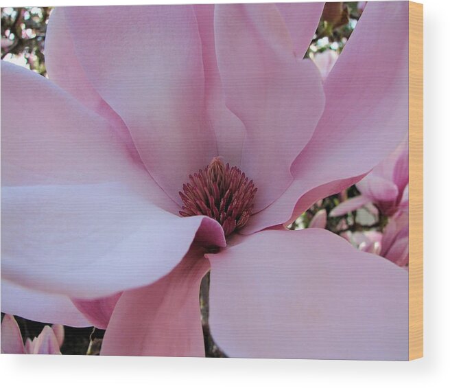 Magnolia Wood Print featuring the photograph Miss Magnolia by Lora Fisher