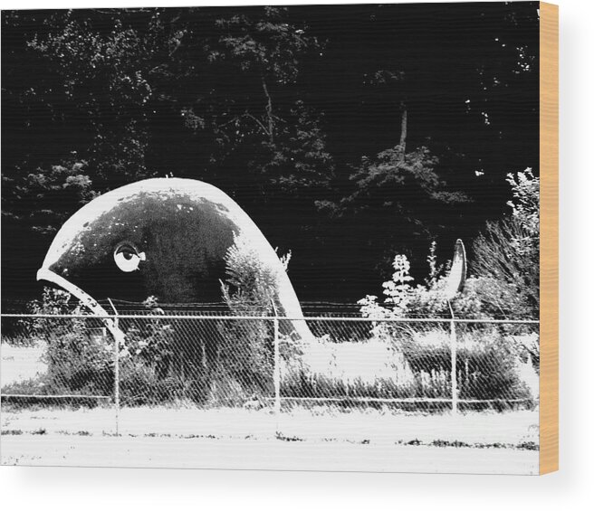 Whales Wood Print featuring the photograph Moby Dick by Michael Krek