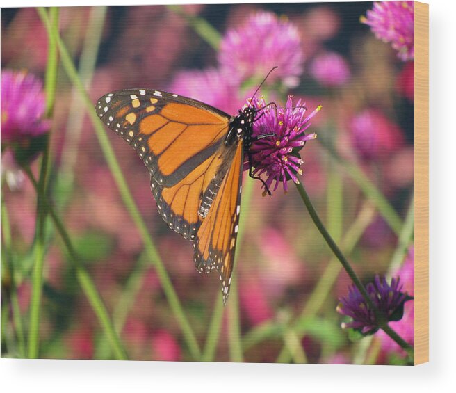 Butterfly Wood Print featuring the photograph Monarch Butterfly 02 by Pamela Critchlow