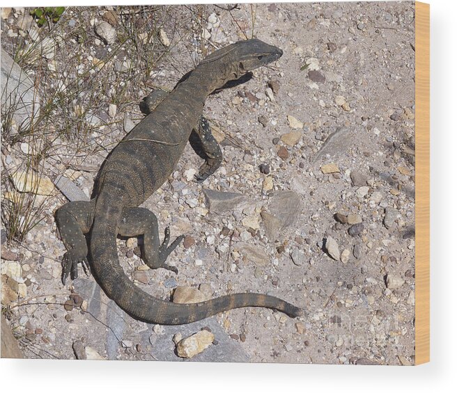 Australia Wood Print featuring the photograph Monitor Lizard - Western Australia by Phil Banks