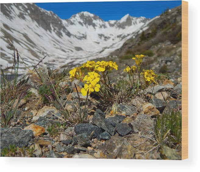 Photo Wood Print featuring the photograph Blue Lakes Colorado Wildflowers by Dan Miller