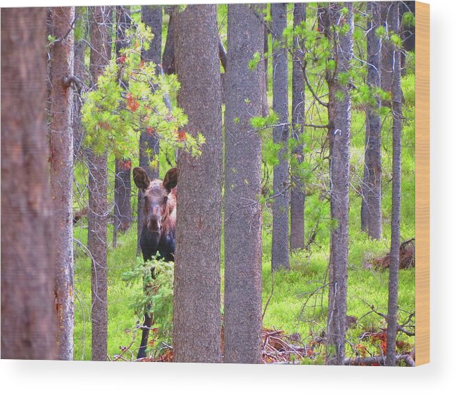 Moose Wood Print featuring the photograph Moosey by Connor Ehlers
