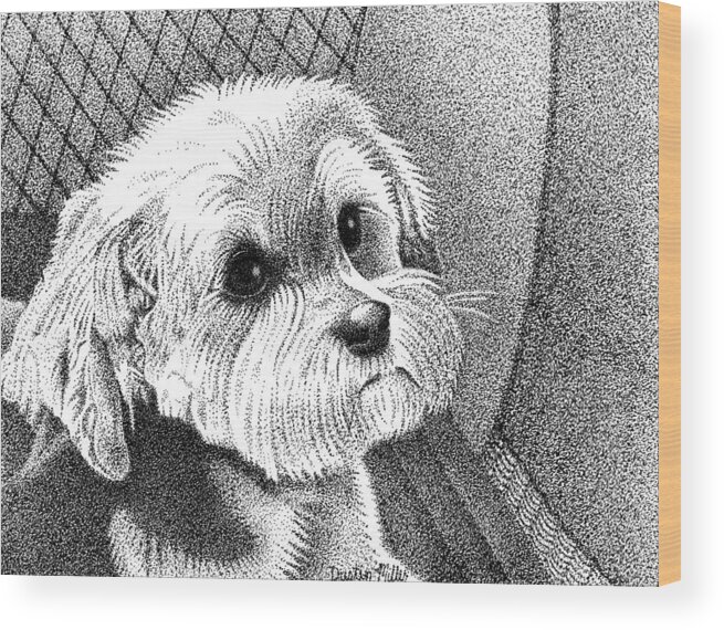 Art Wood Print featuring the drawing Morkie by Dustin Miller