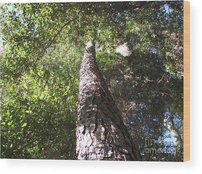 Tree Wood Print featuring the photograph Mother Pine by Julia Stubbe