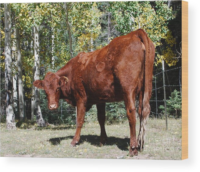 Cow Wood Print featuring the photograph Mountain Moodaug by William Wyckoff