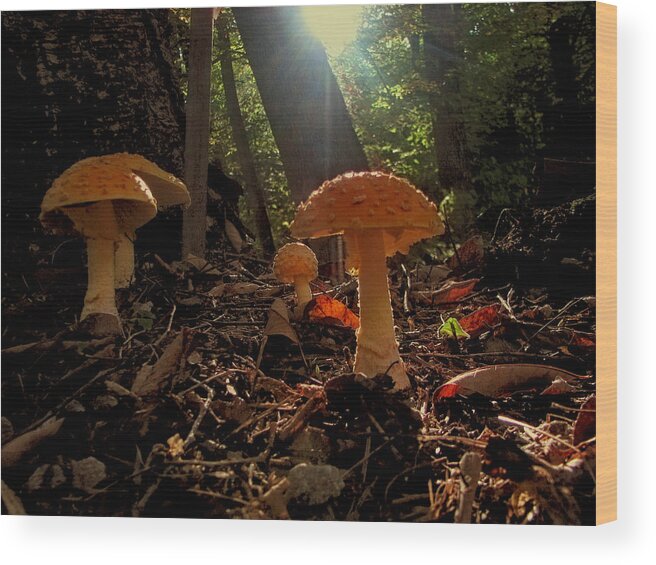 Mushrooms Wood Print featuring the photograph Mushroom Morning by Gary Blackman