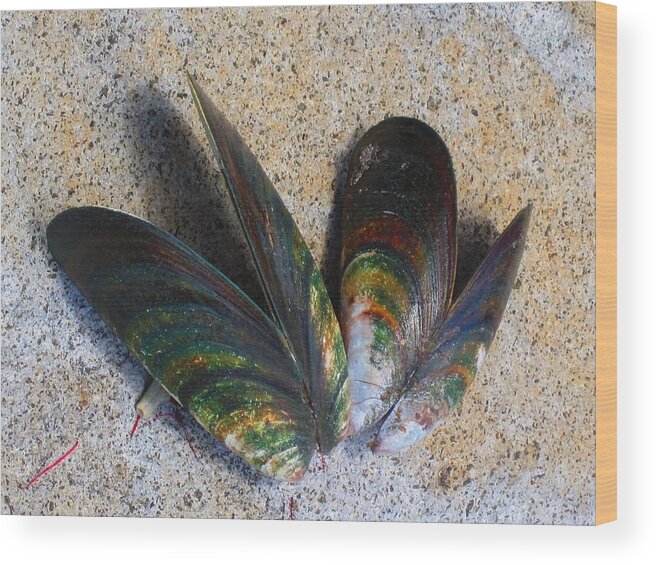 Mussels Wood Print featuring the photograph Mussel Shells No.1 by Ingrid Van Amsterdam