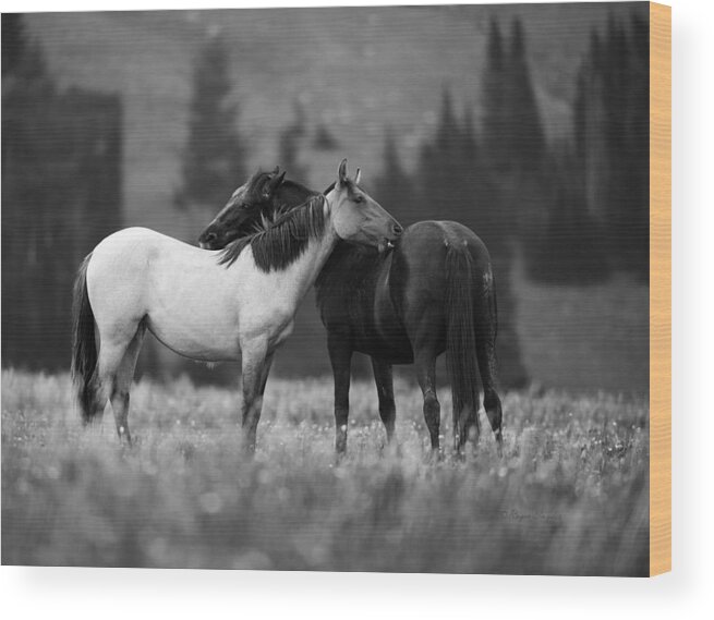 Beautiful Wood Print featuring the photograph Mustangs Grooming 1 BW by Roger Snyder