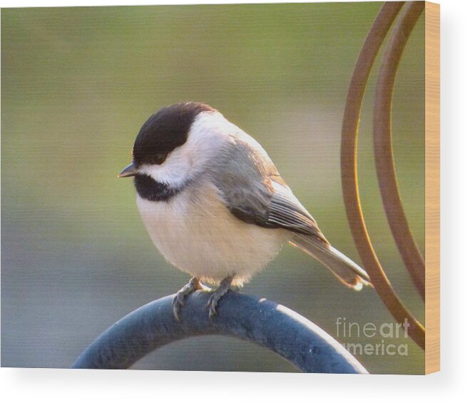Chickadee Wood Print featuring the photograph My Little Chickadee by Jean Wright