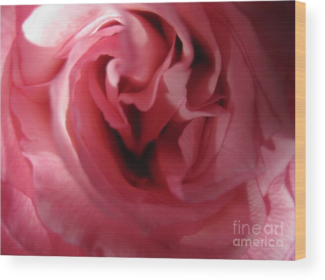 Floral Wood Print featuring the photograph Mystery Pink Rose by Tara Shalton